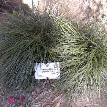 Bambouseraie de Prafrance à Générac