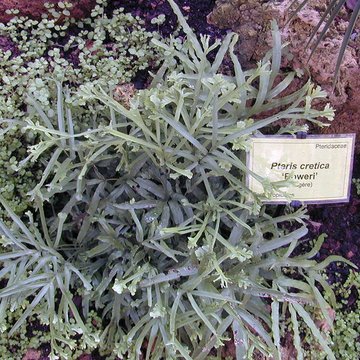 Bambouseraie de Prafrance à Générac