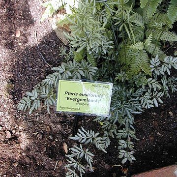 Bambouseraie de Prafrance à Générac
