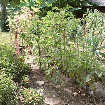 Bambouseraie de Prafrance à Générac