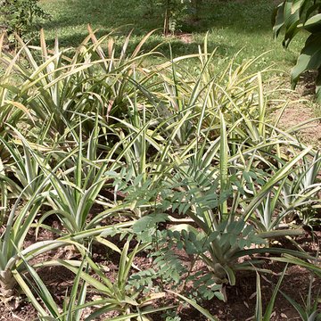 Bambouseraie de Prafrance à Générac