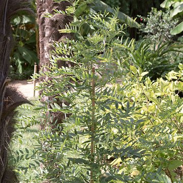 Bambouseraie de Prafrance à Générac