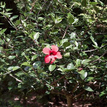 Bambouseraie de Prafrance à Générac