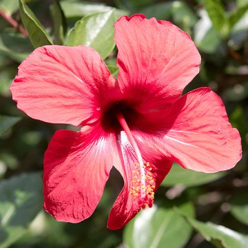 Bambouseraie de Prafrance à Générac