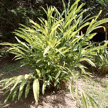 Bambouseraie de Prafrance à Générac