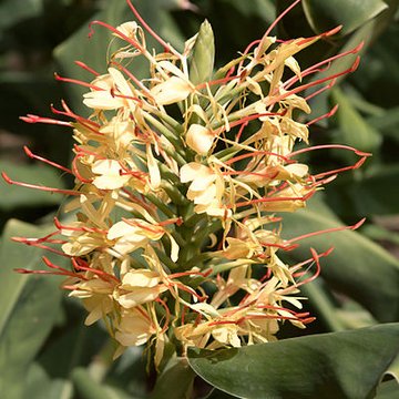 Bambouseraie de Prafrance à Générac