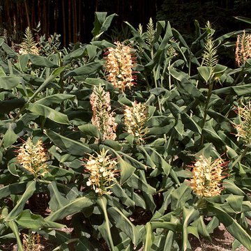 Bambouseraie de Prafrance à Générac