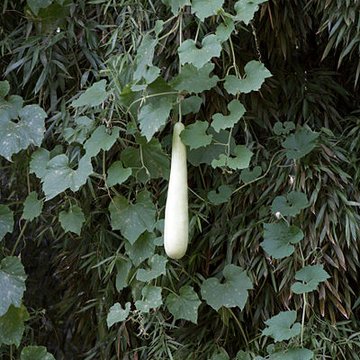 Bambouseraie de Prafrance à Générac