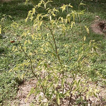 Bambouseraie de Prafrance à Générac