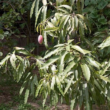Bambouseraie de Prafrance à Générac