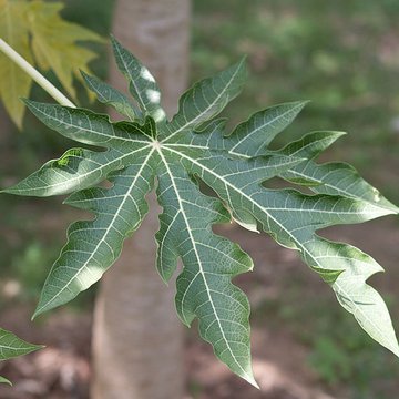Bambouseraie de Prafrance à Générac