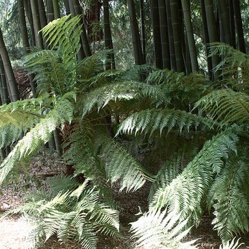 Bambouseraie de Prafrance à Générac