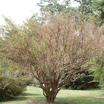 Bambouseraie de Prafrance à Générac