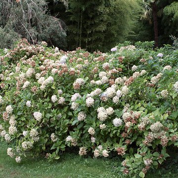 Bambouseraie de Prafrance à Générac