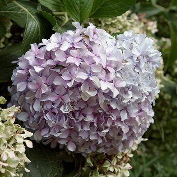Bambouseraie de Prafrance à Générac