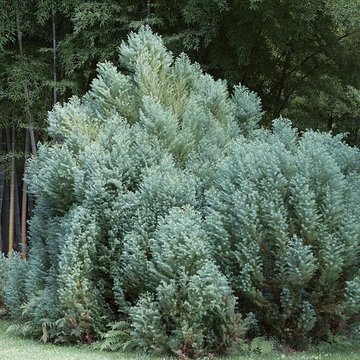 Bambouseraie de Prafrance à Générac