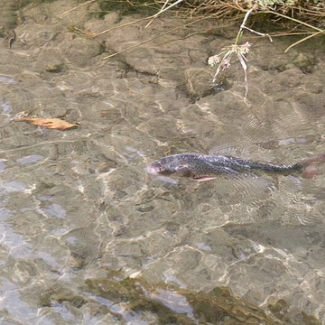 Bambouseraie de Prafrance à Générac
