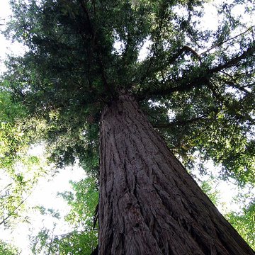 Bambouseraie de Prafrance à Générac