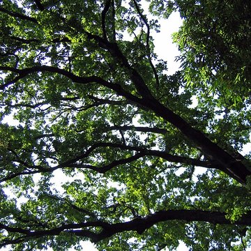 Bambouseraie de Prafrance à Générac