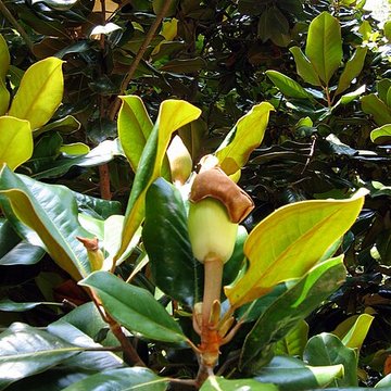 Bambouseraie de Prafrance à Générac