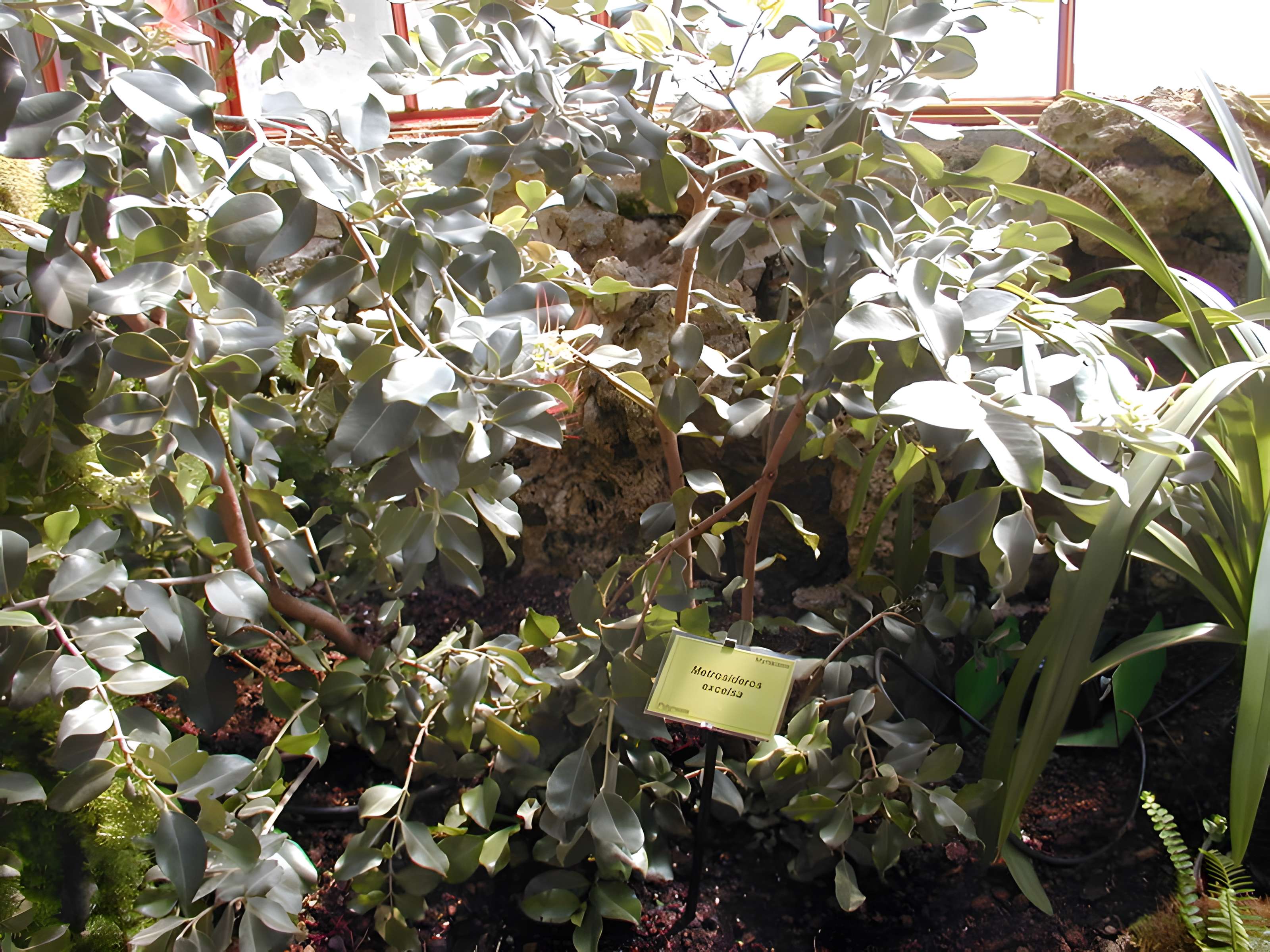 Bambouseraie de Prafrance à Générac