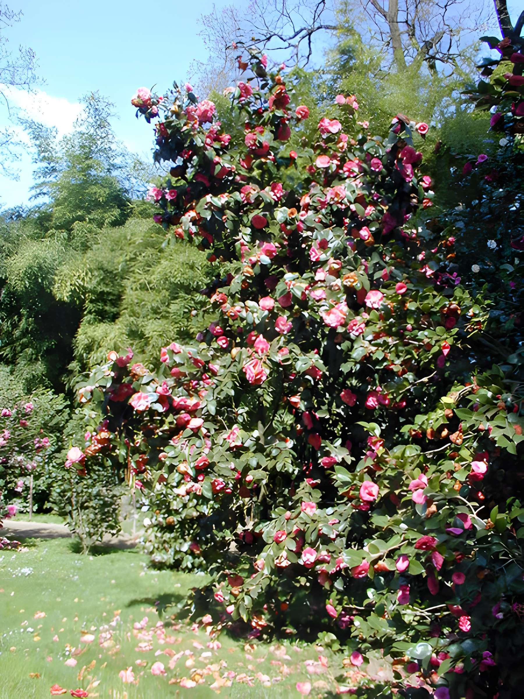 Bambouseraie de Prafrance à Générac