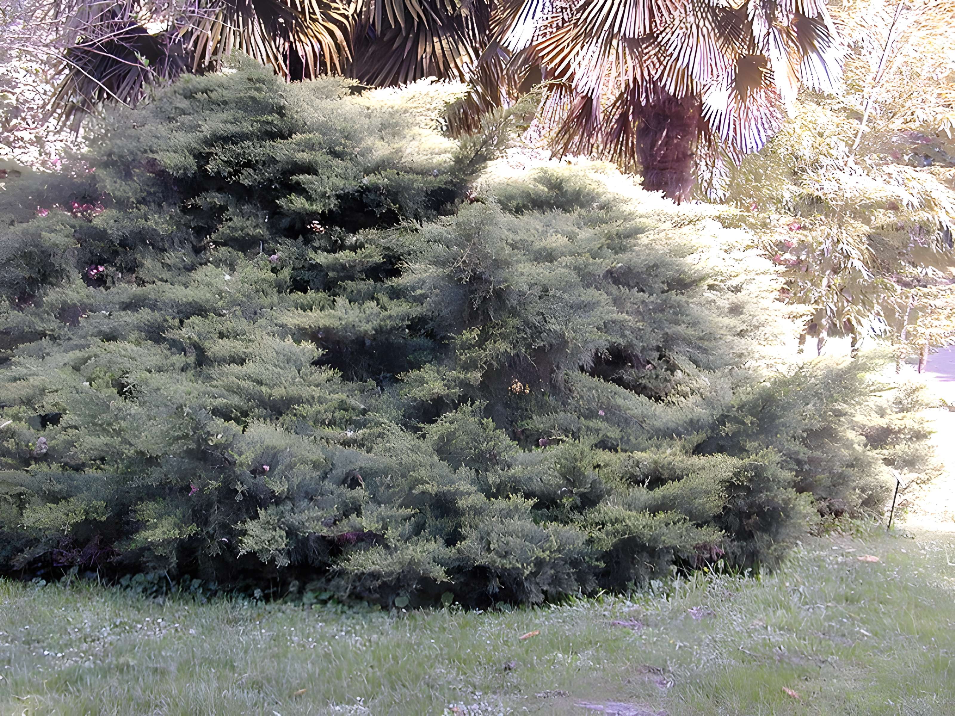 Bambouseraie de Prafrance à Générac