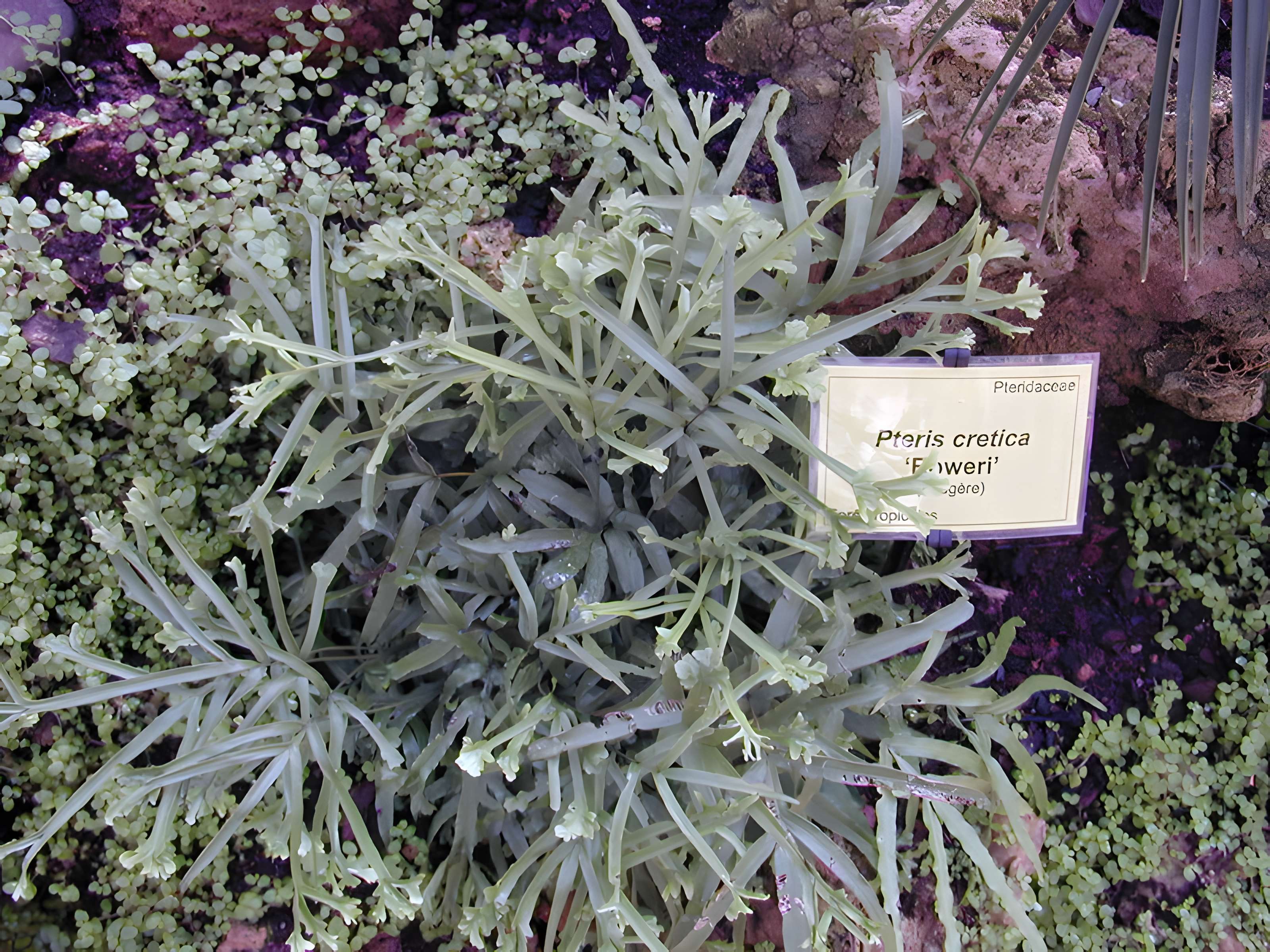 Bambouseraie de Prafrance à Générac