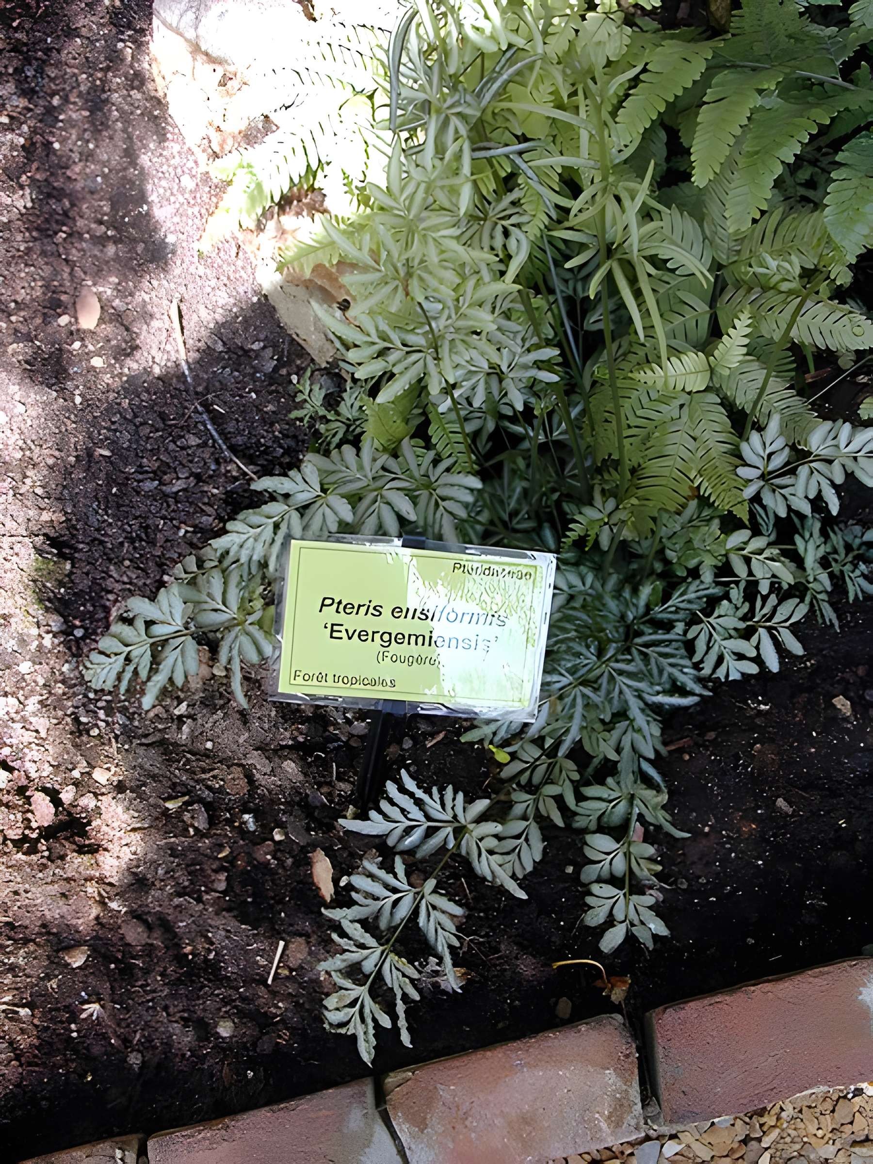 Bambouseraie de Prafrance à Générac