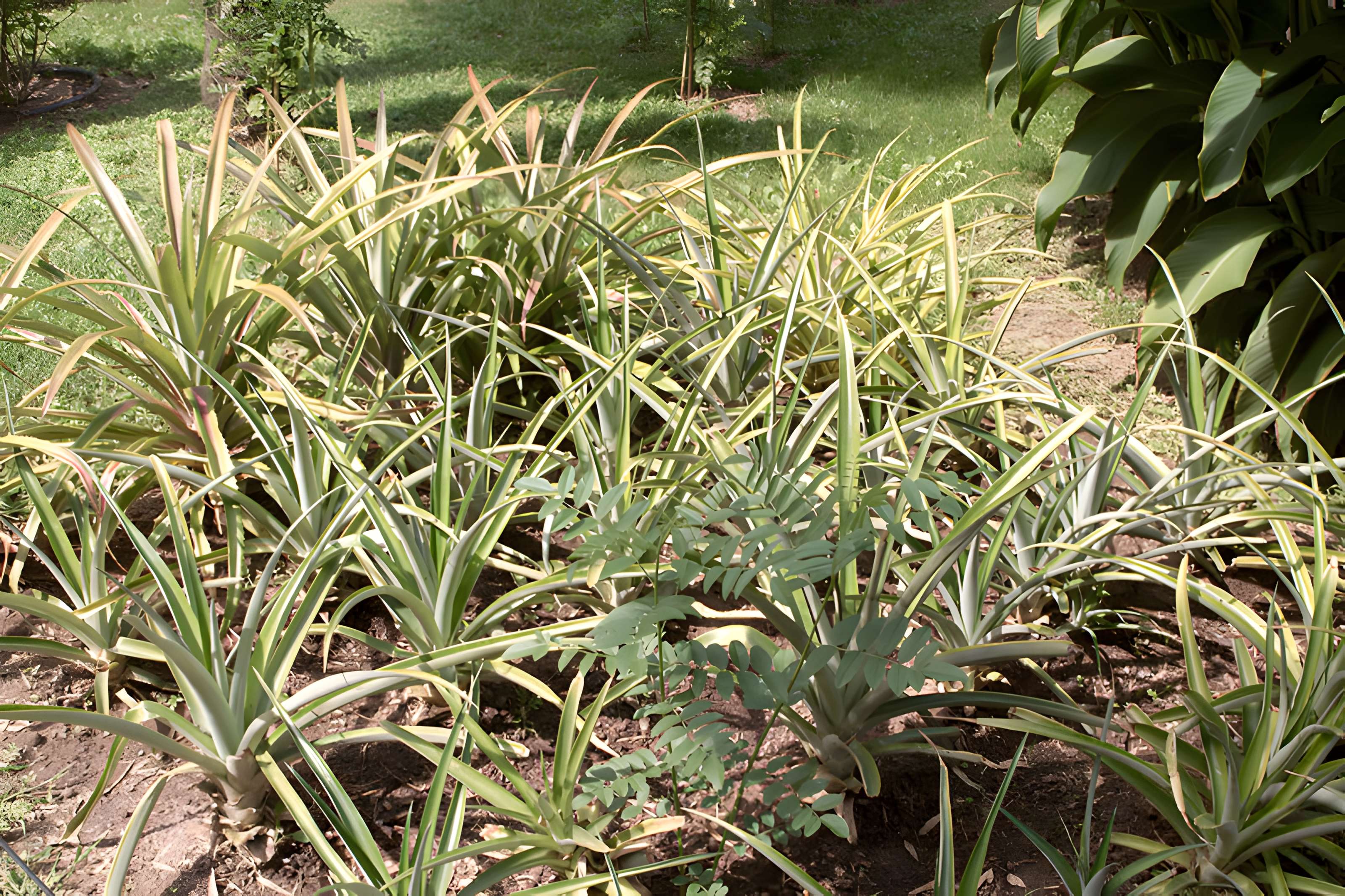 Bambouseraie de Prafrance à Générac