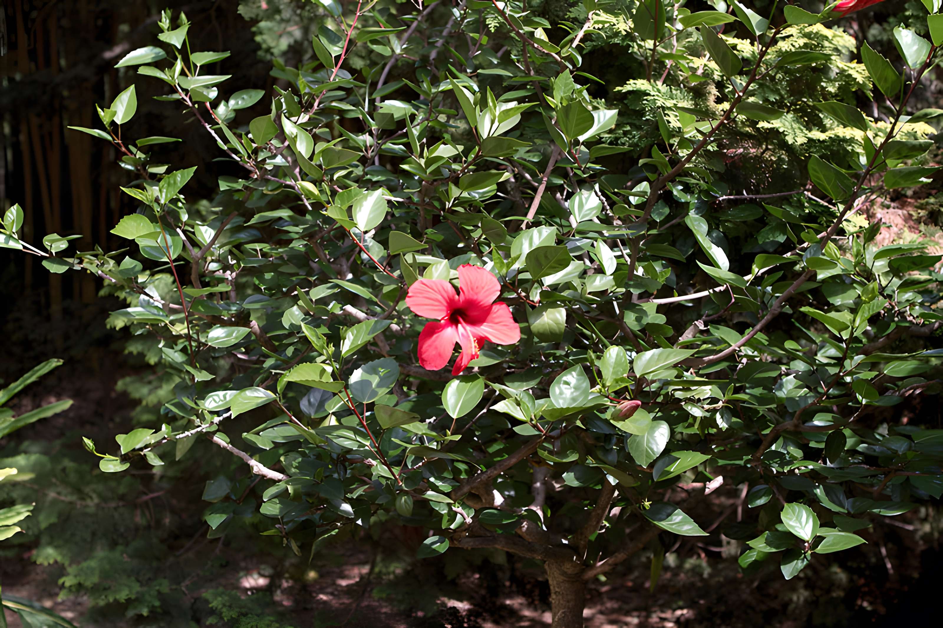 Bambouseraie de Prafrance à Générac