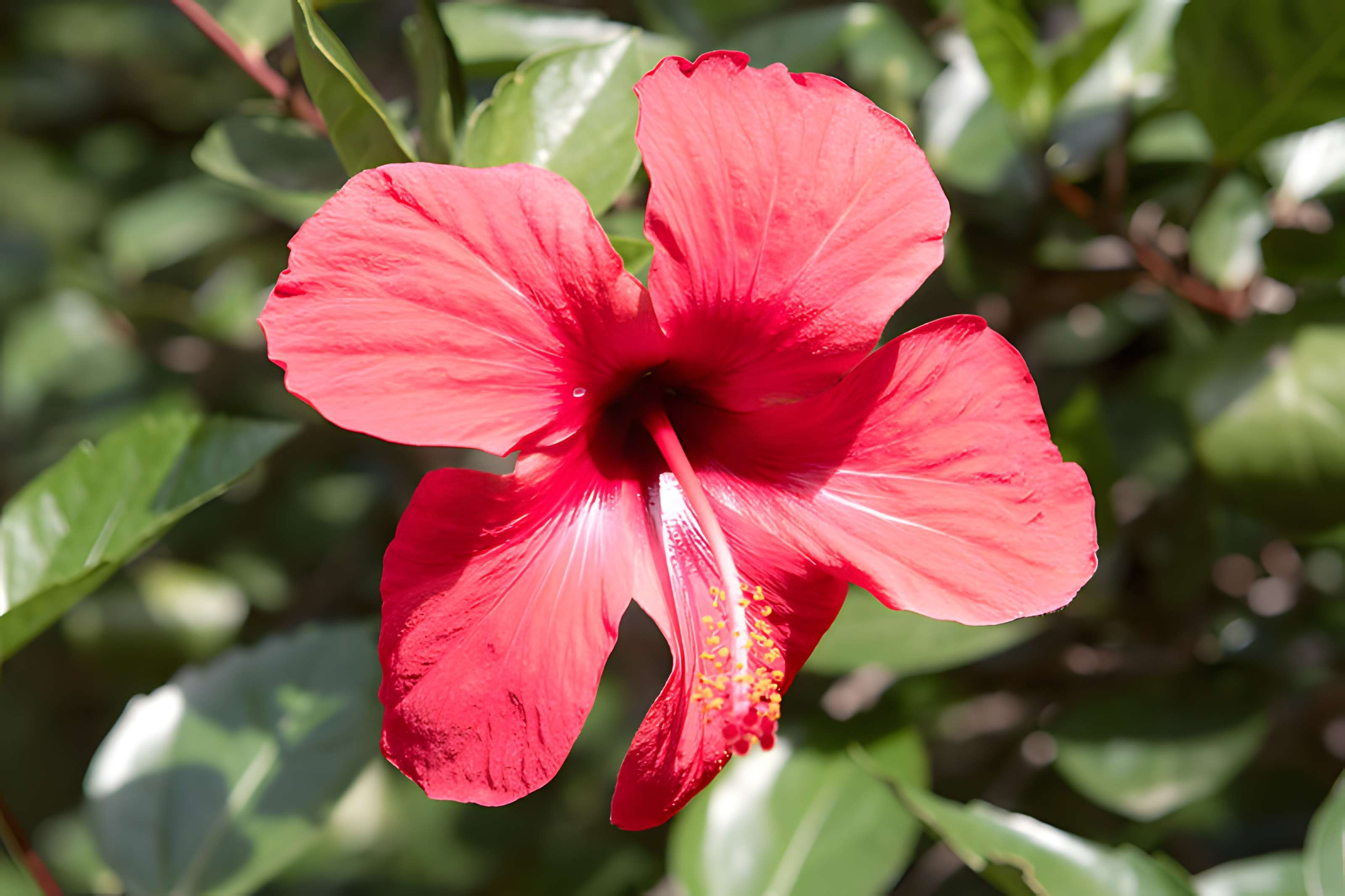 Bambouseraie de Prafrance à Générac
