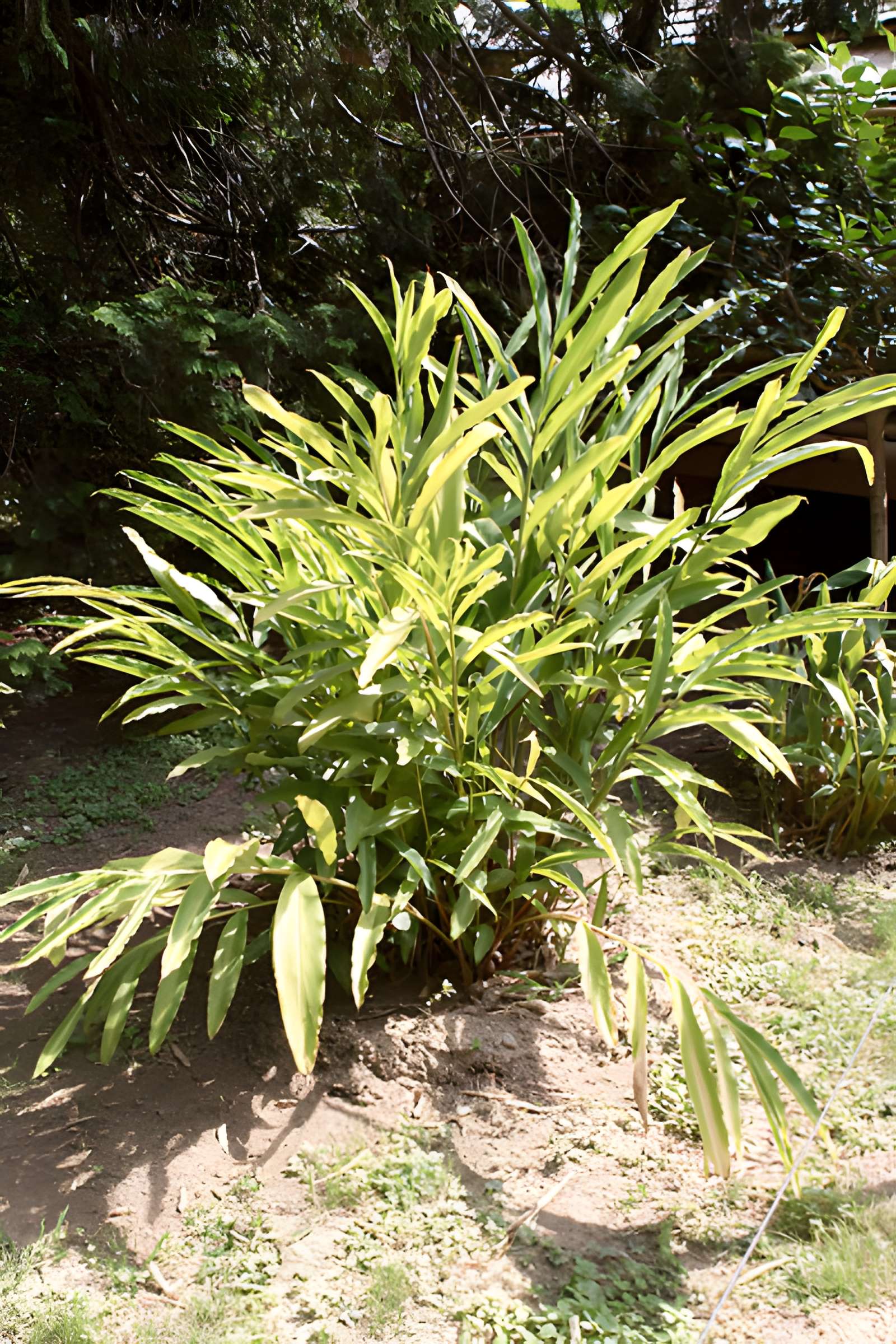 Bambouseraie de Prafrance à Générac
