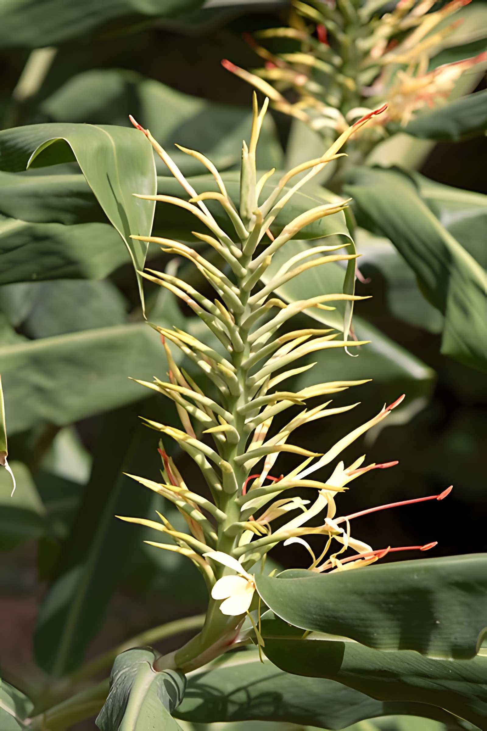 Bambouseraie de Prafrance à Générac