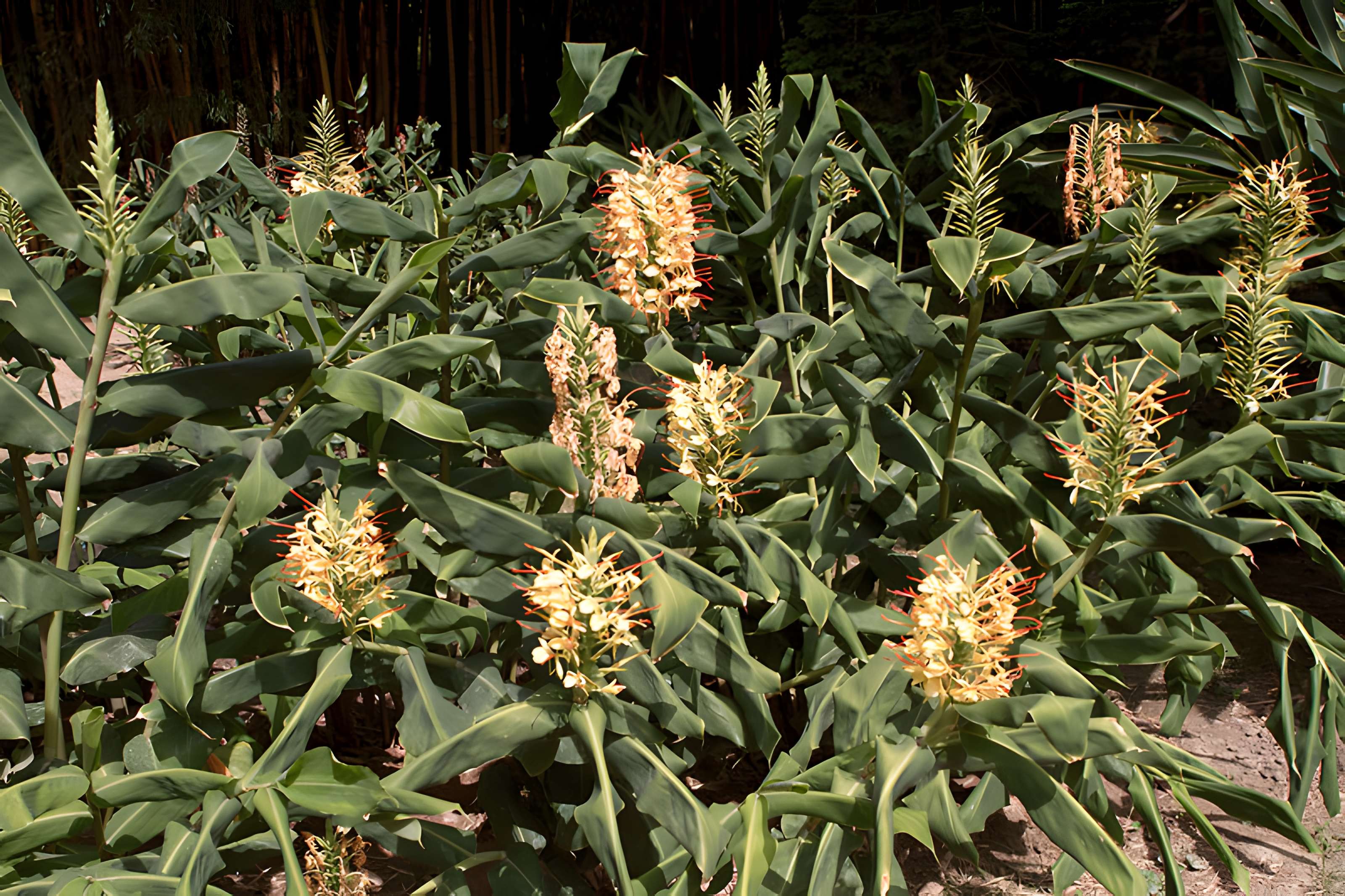 Bambouseraie de Prafrance à Générac