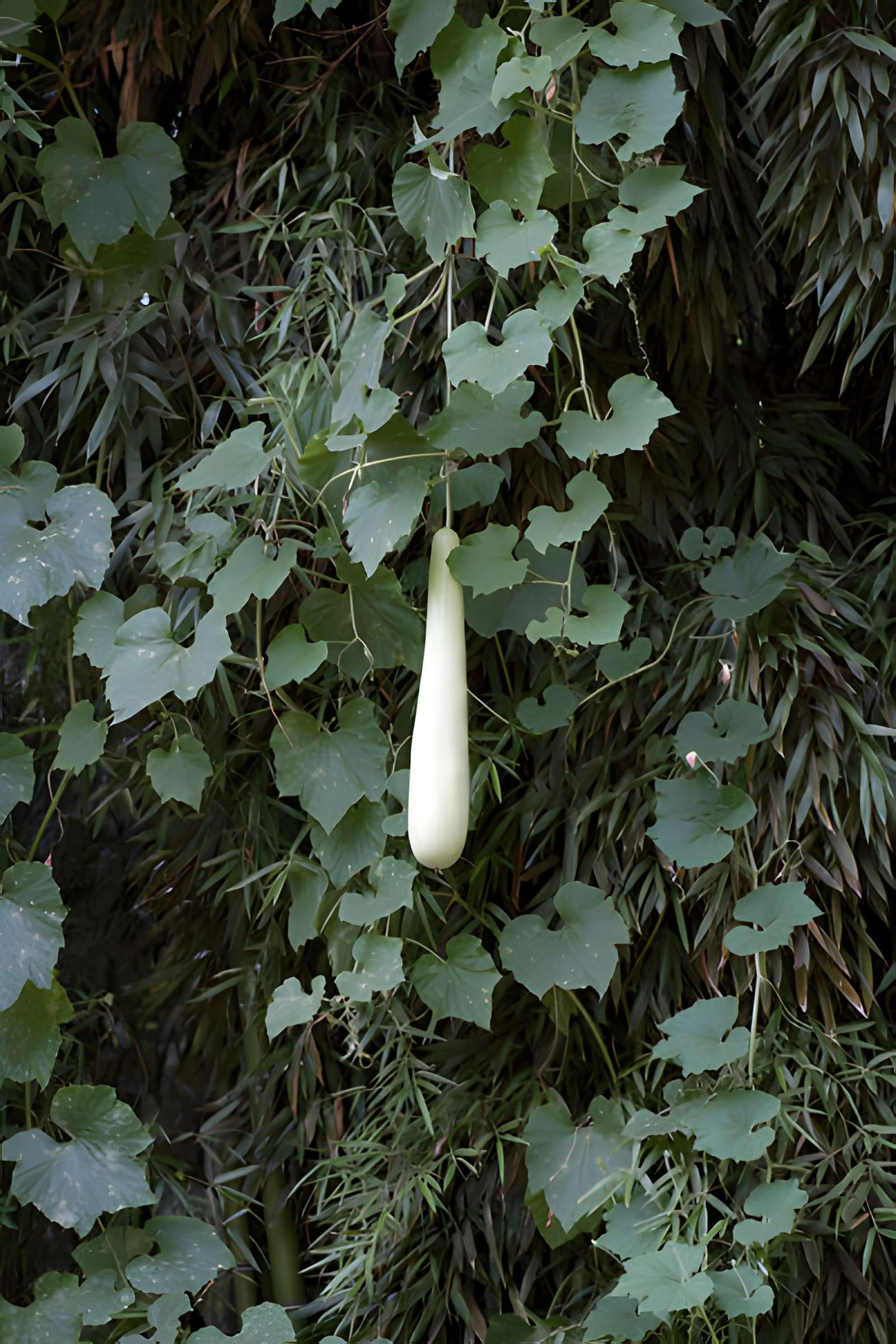 Bambouseraie de Prafrance à Générac