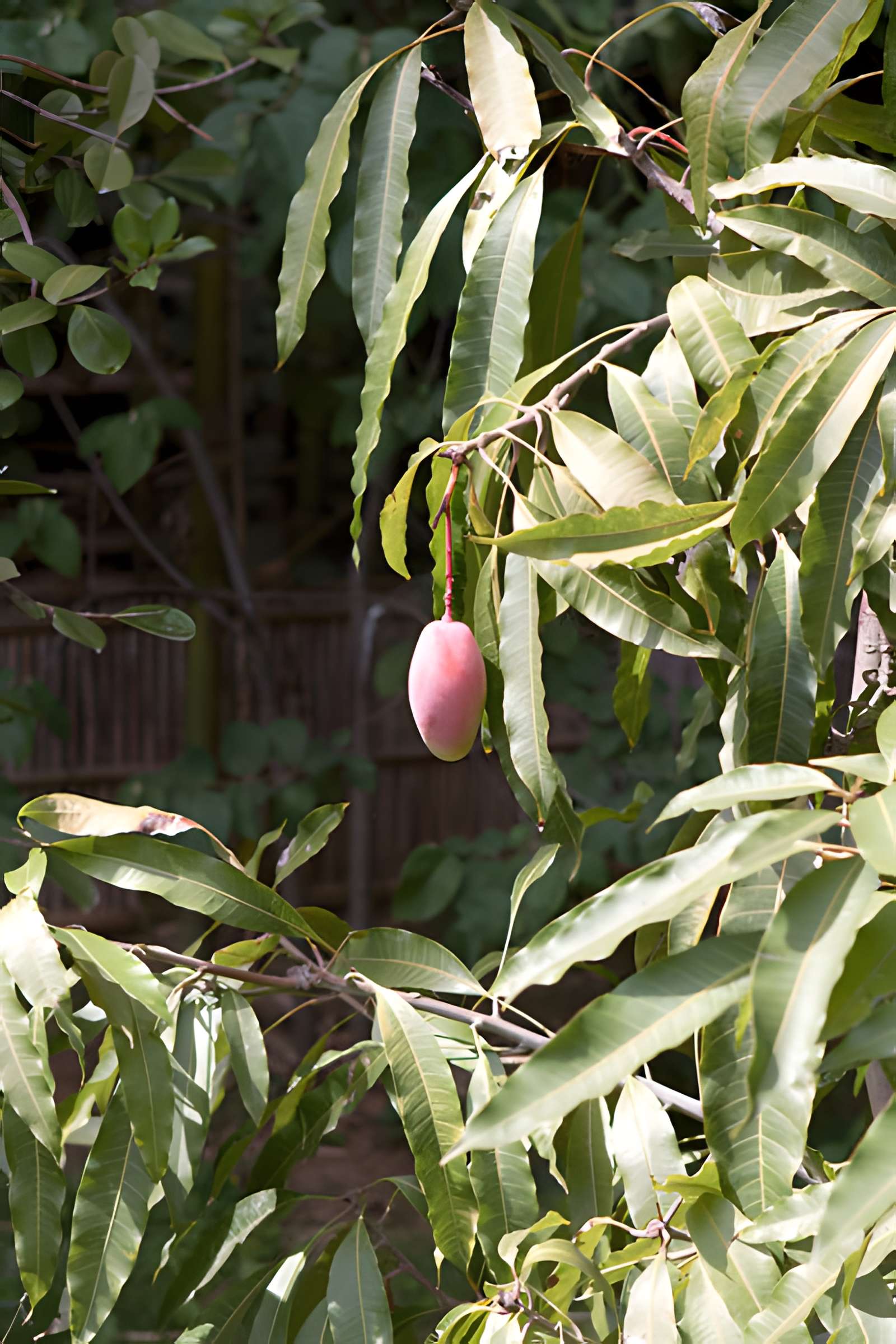 Bambouseraie de Prafrance à Générac