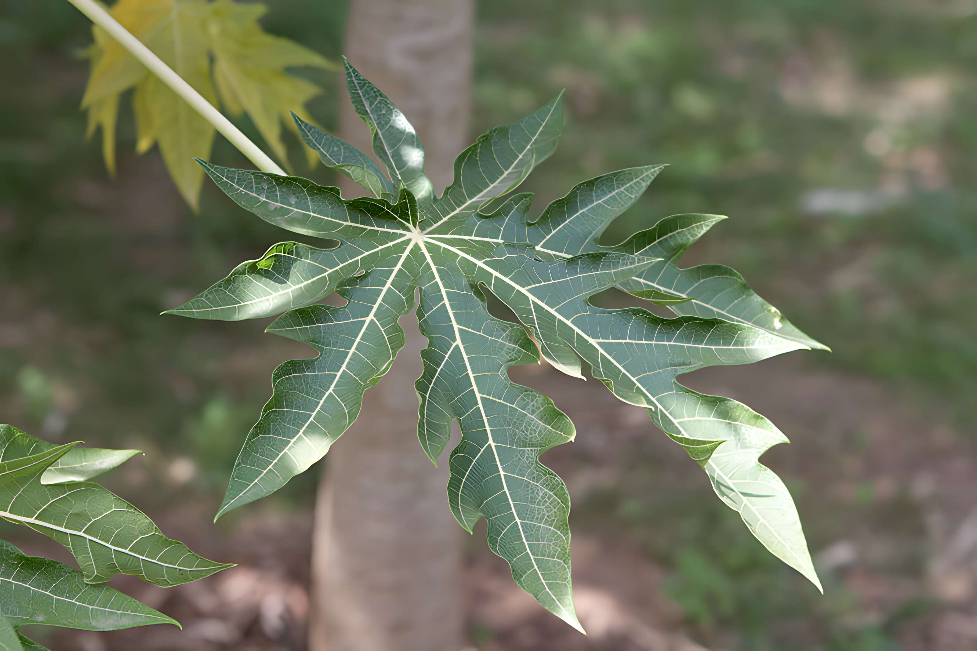 Bambouseraie de Prafrance à Générac