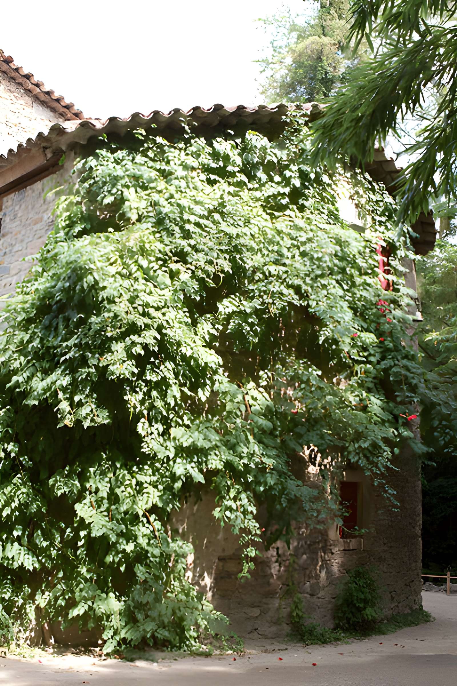 Bambouseraie de Prafrance à Générac