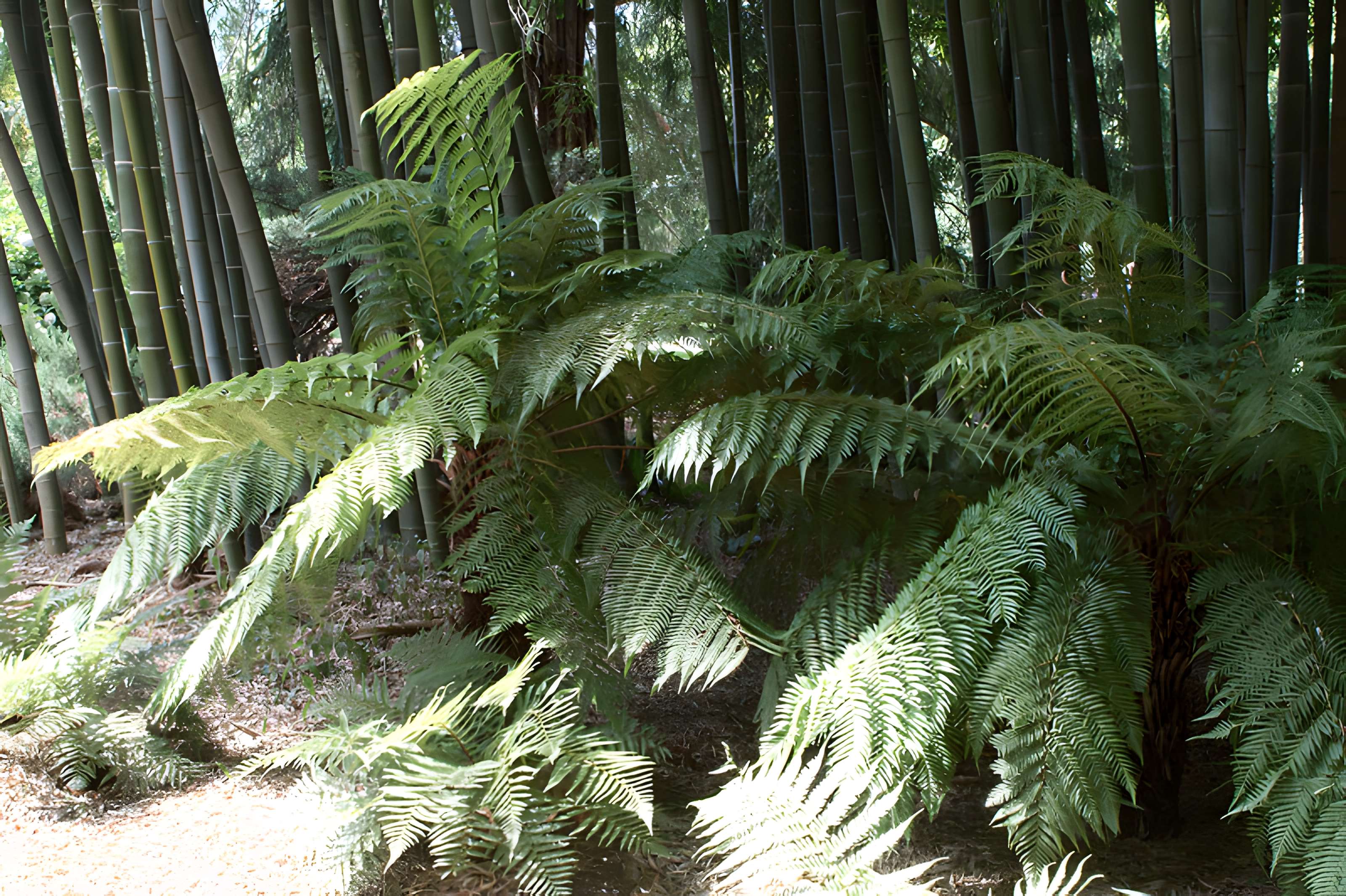 Bambouseraie de Prafrance à Générac