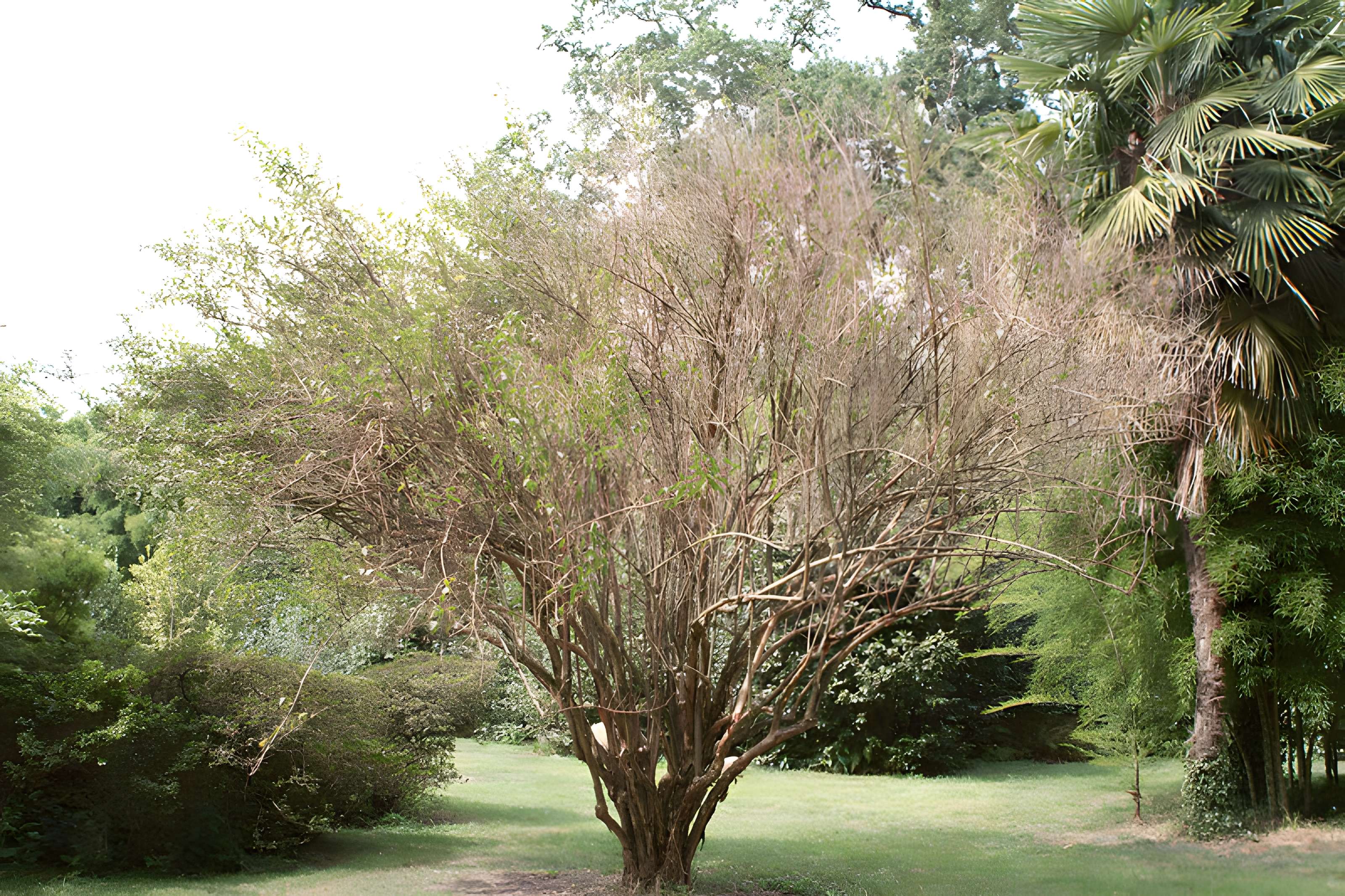 Bambouseraie de Prafrance à Générac