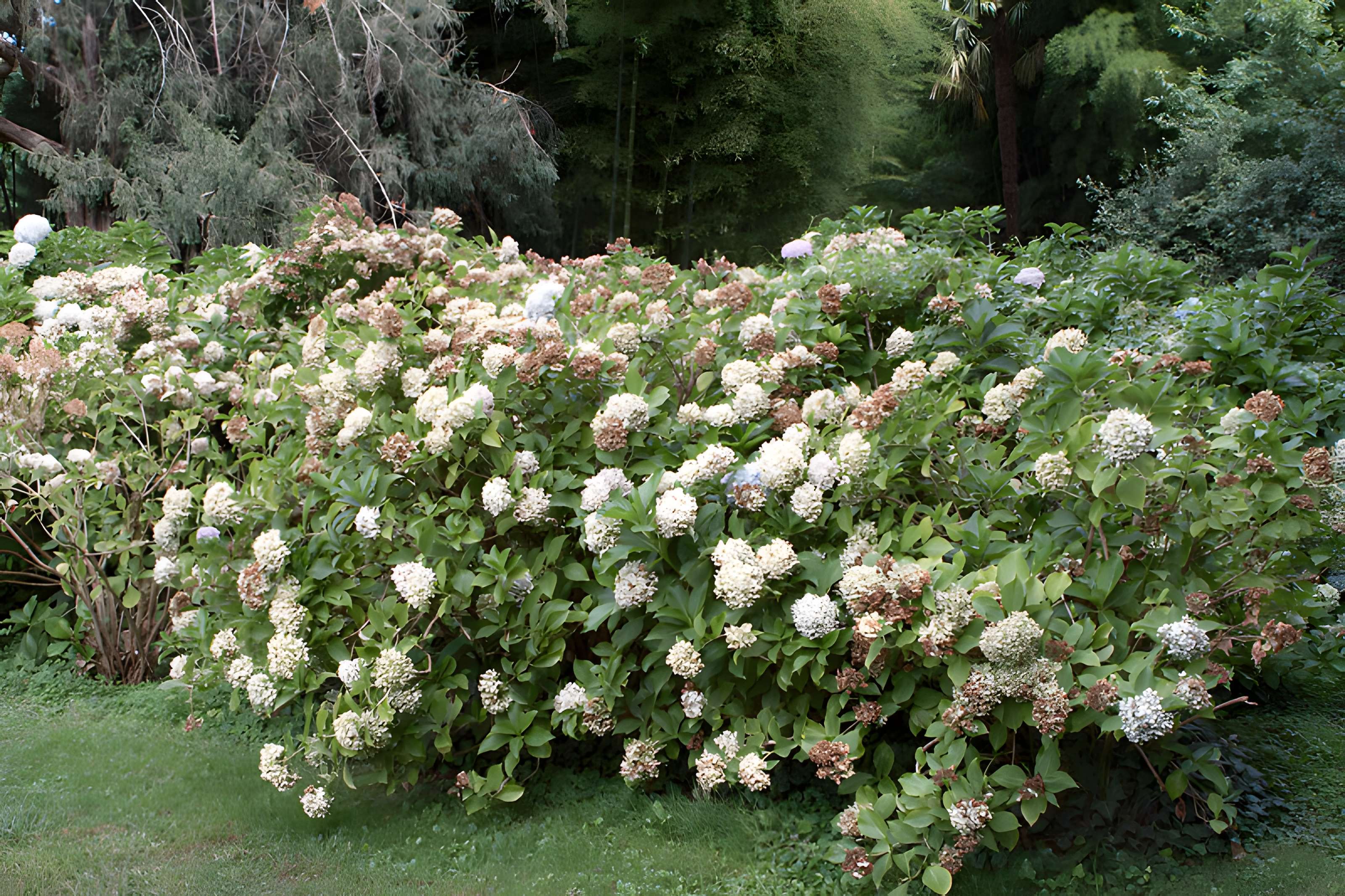 Bambouseraie de Prafrance à Générac