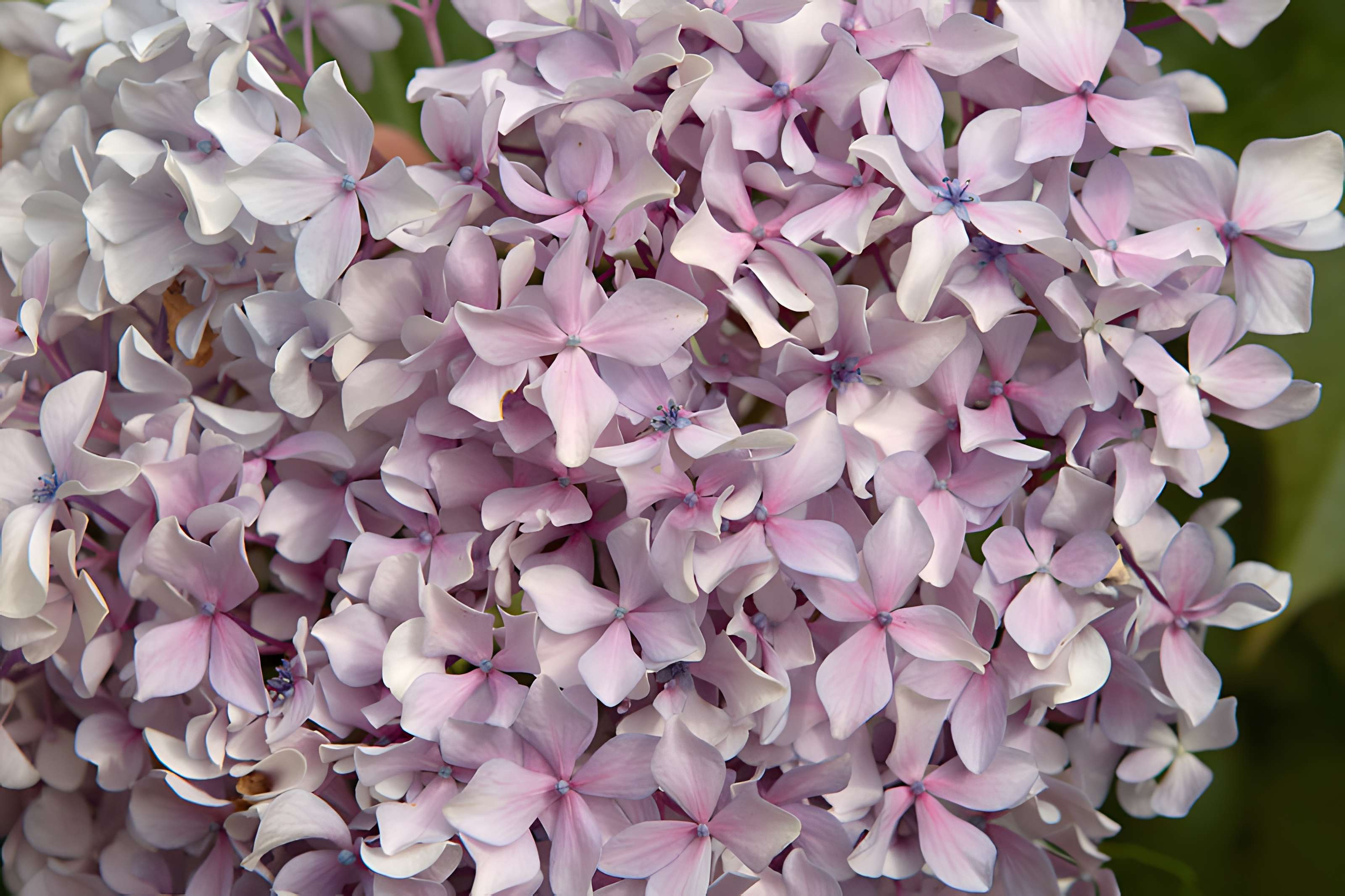 Bambouseraie de Prafrance à Générac