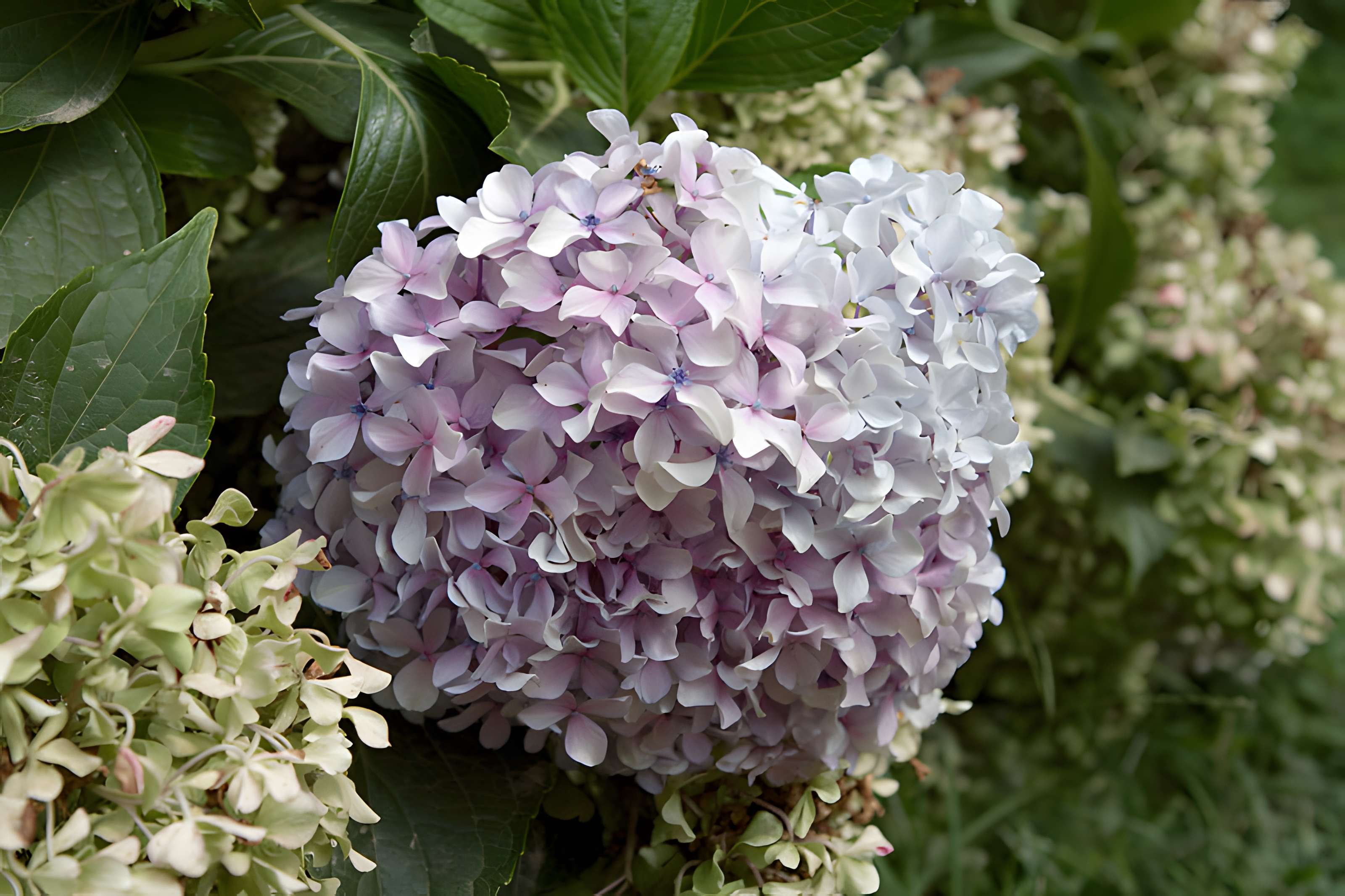 Bambouseraie de Prafrance à Générac