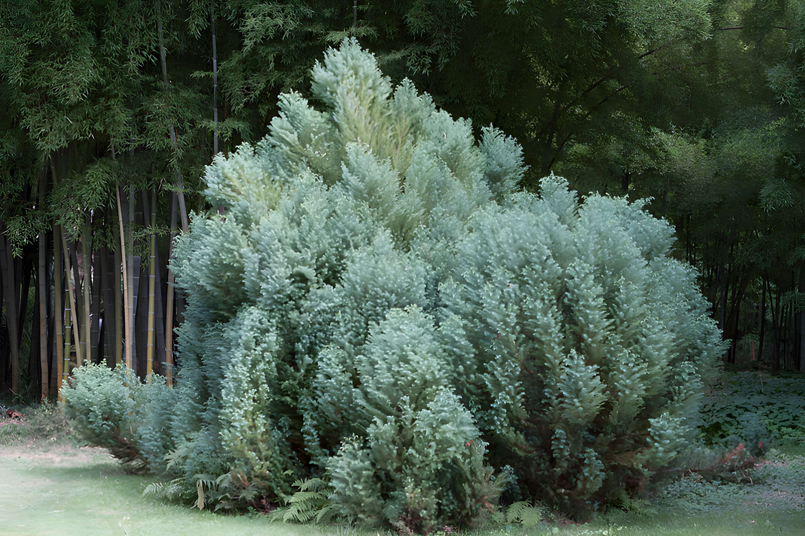Bambouseraie de Prafrance à Générac