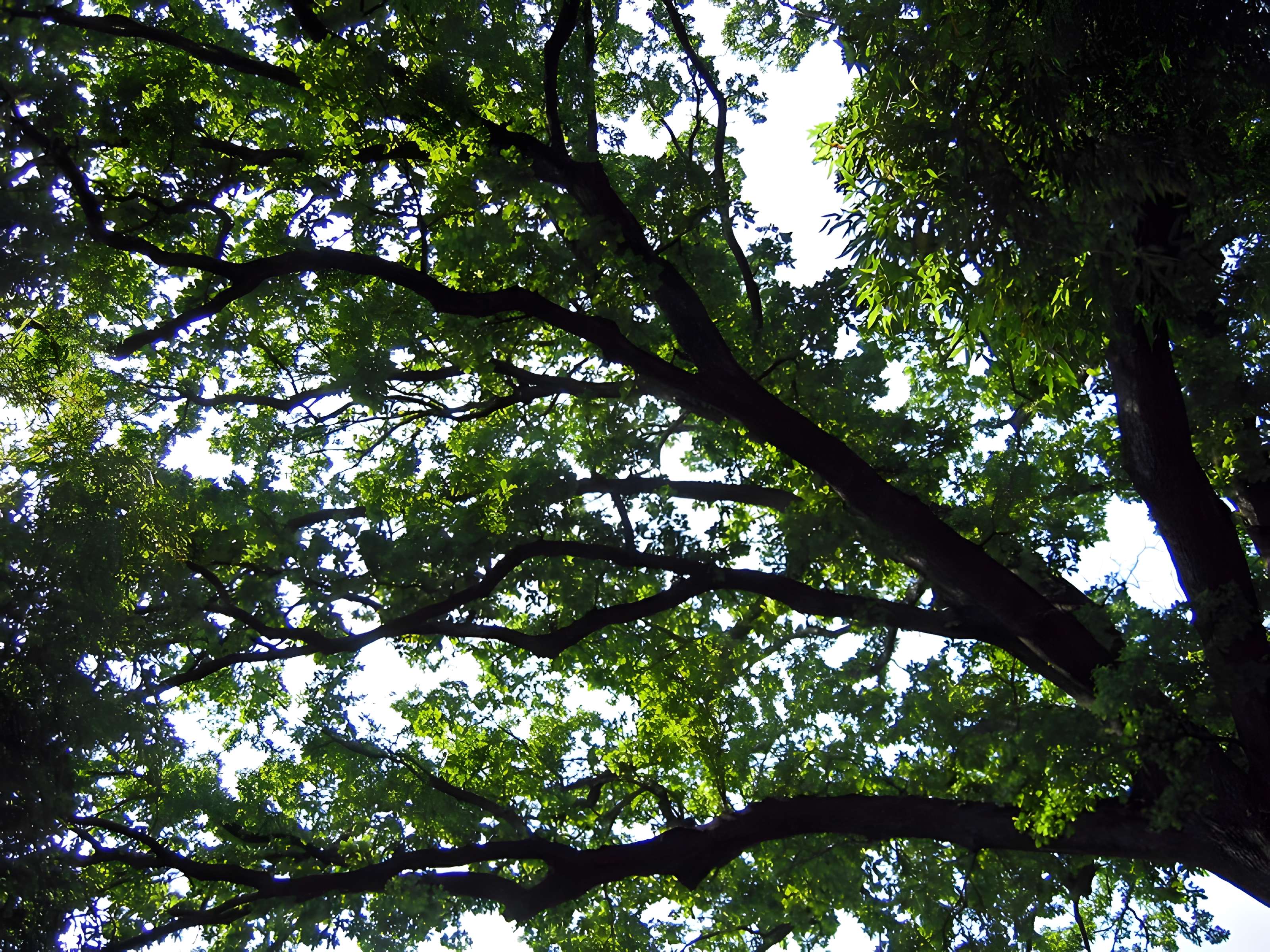 Bambouseraie de Prafrance à Générac