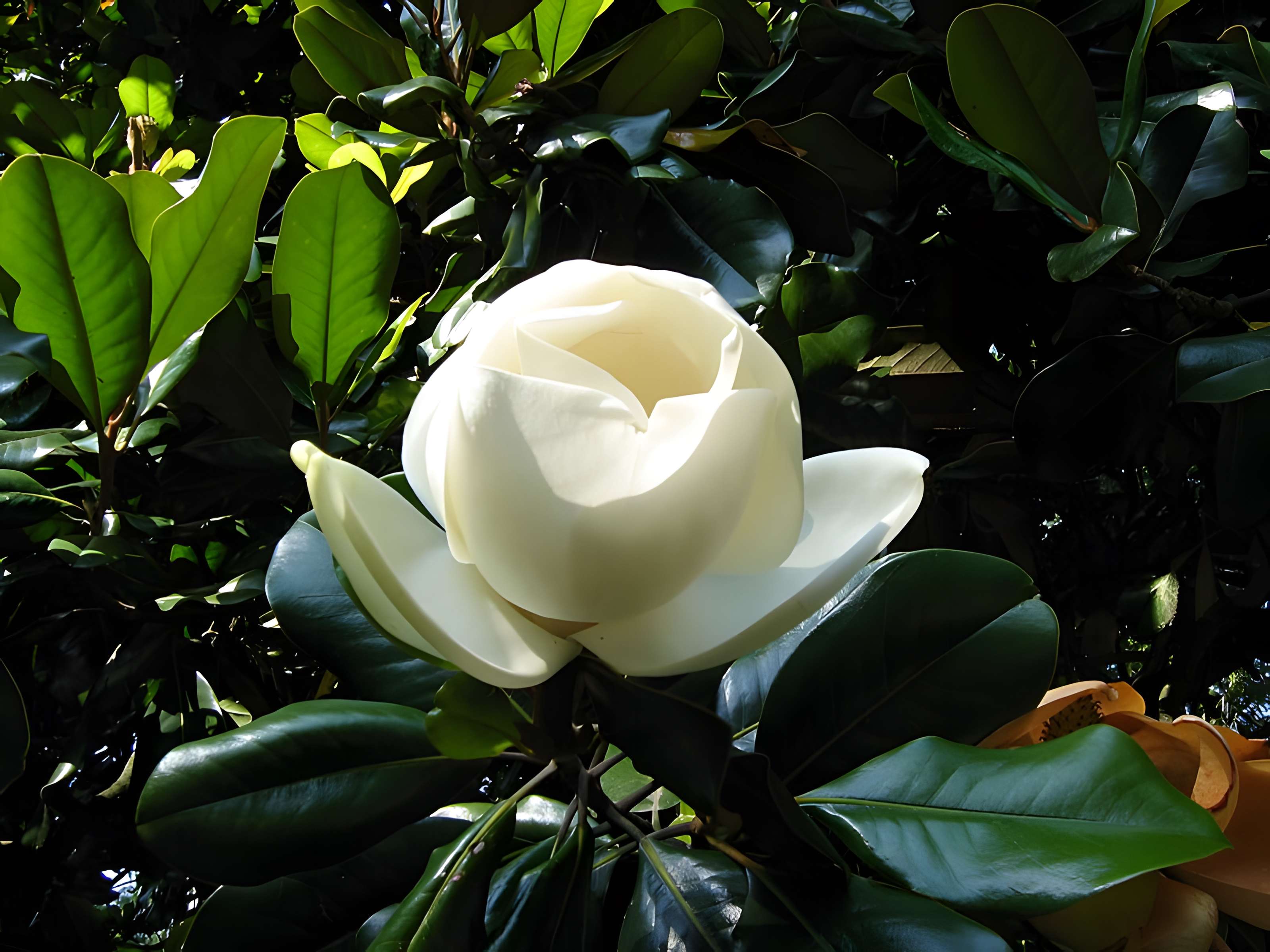 Bambouseraie de Prafrance à Générac