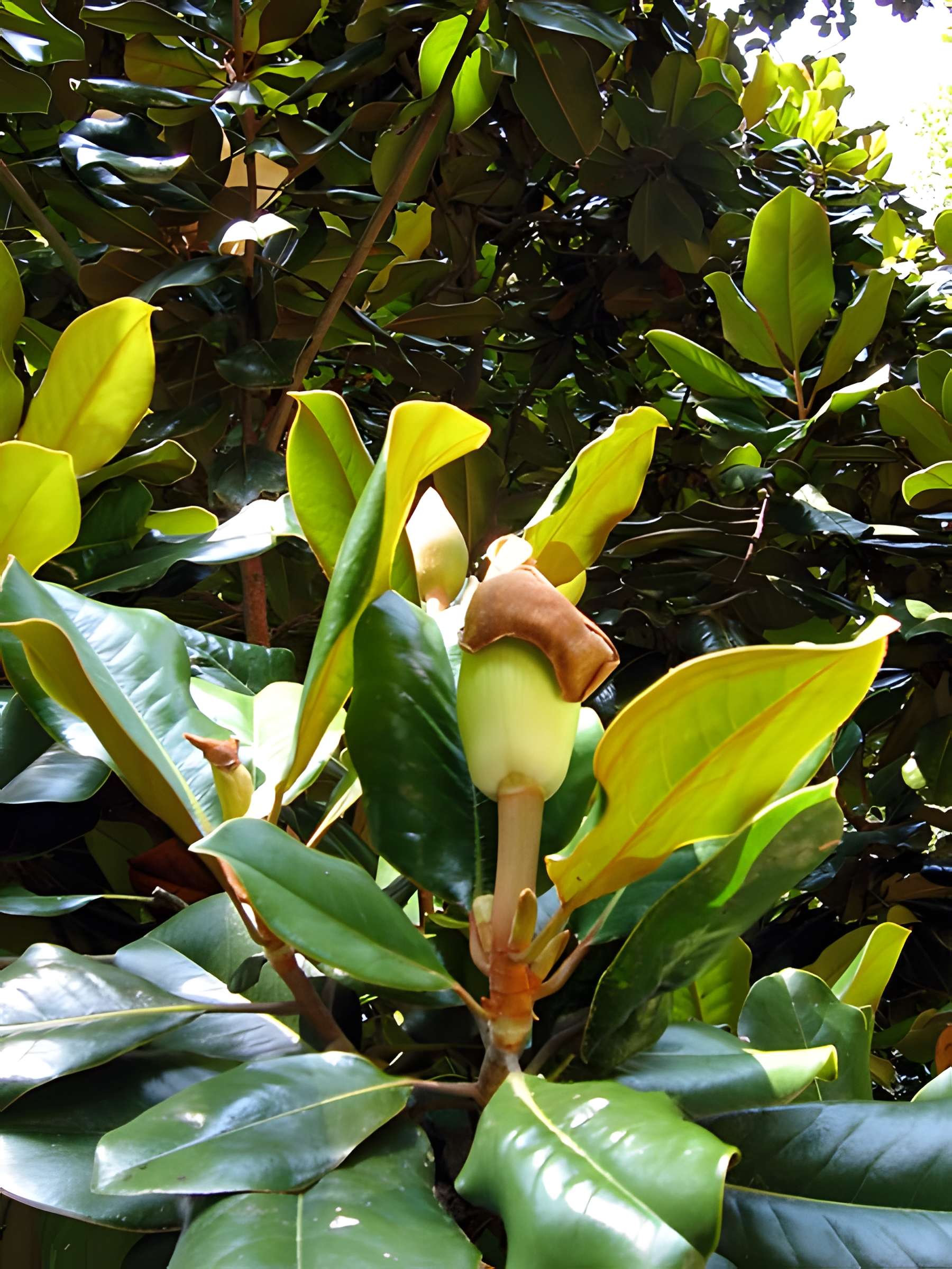Bambouseraie de Prafrance à Générac