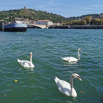 Abbaye de Saint-André-le-Bas