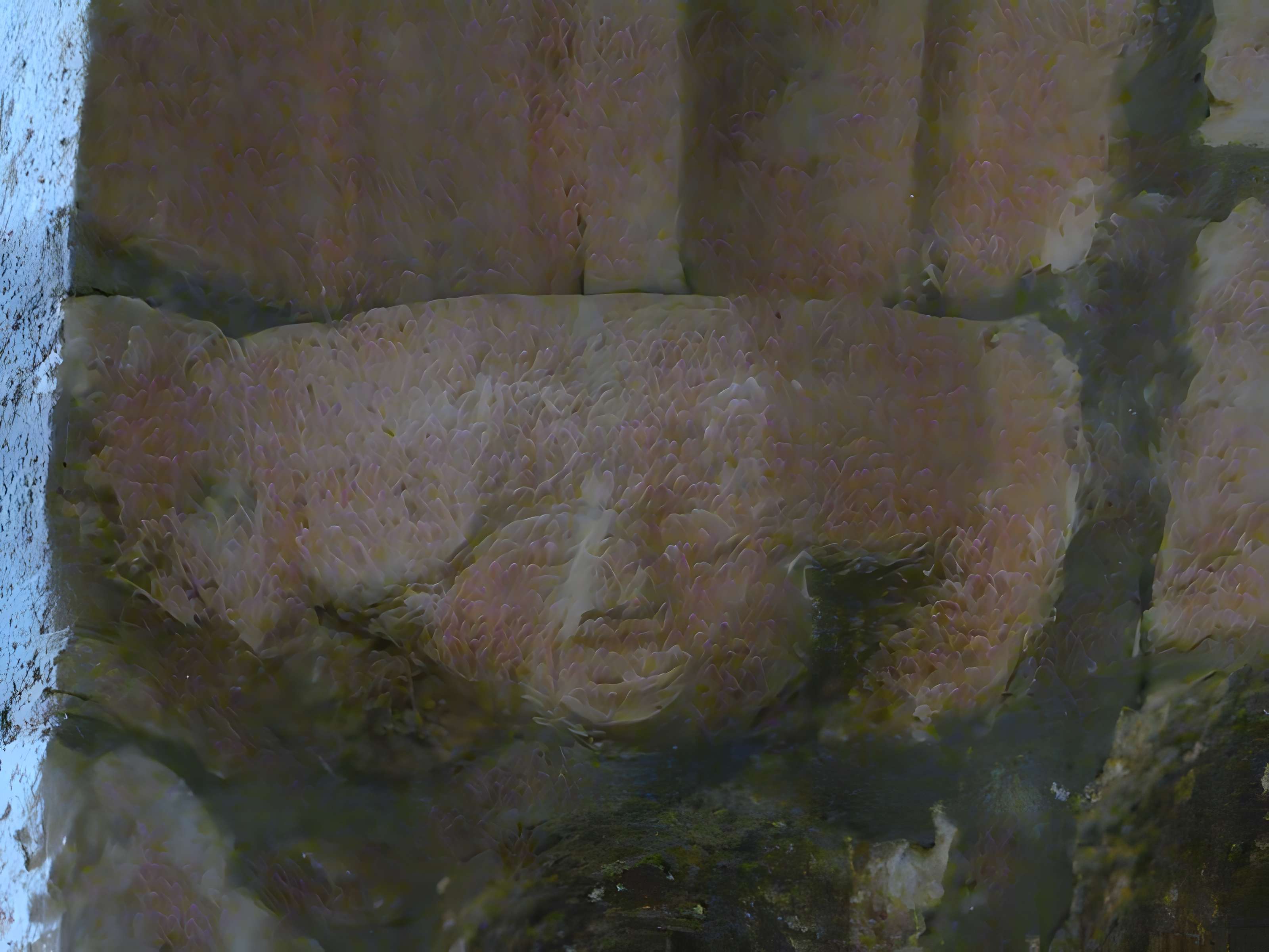 Église Saint-Cyr de Saint-Geyrac